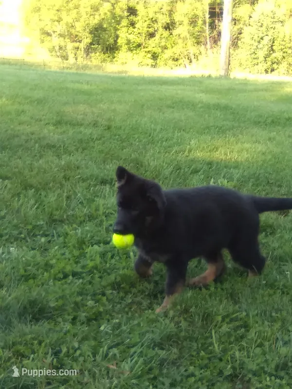 Grande – German Shepherd Dog puppy for sale in Louisville, KY