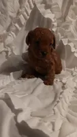 Perfect Boy, a male Poodle - Toy  for sale in Louisville, KY – 3 of 10