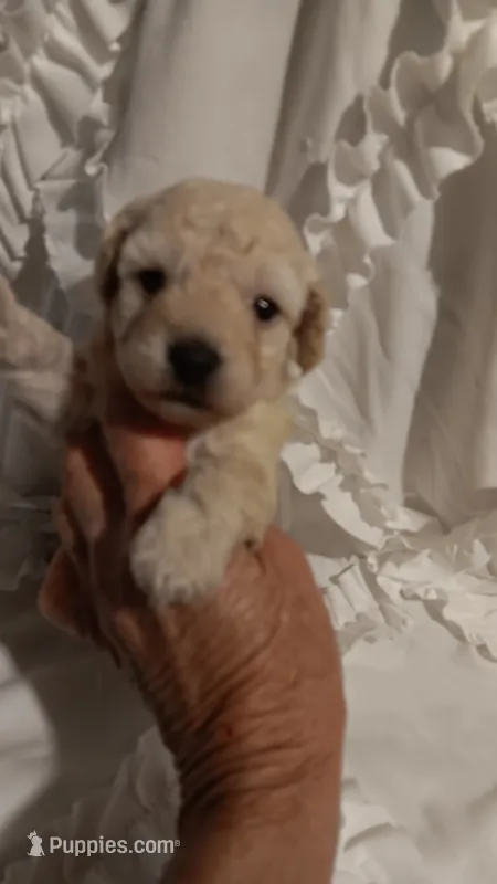 Lucky Dog  – Poodle - Toy  puppy for sale in Louisville, KY