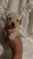 Lucky Dog , a male Poodle - Toy  for sale in Louisville, KY – 1 of 7