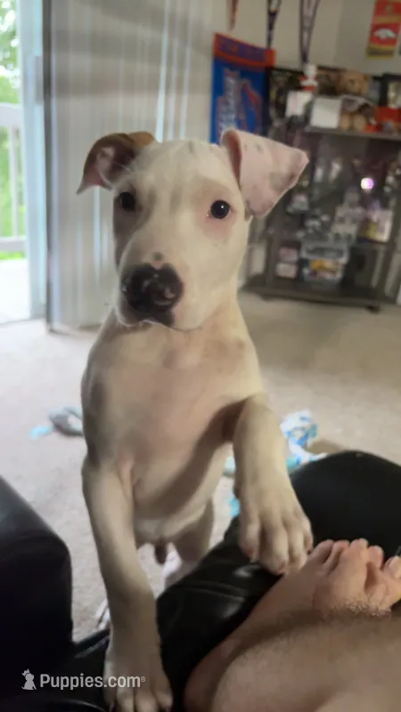 Grande – American Pit Bull Terrier puppy for sale in Louisville, KY