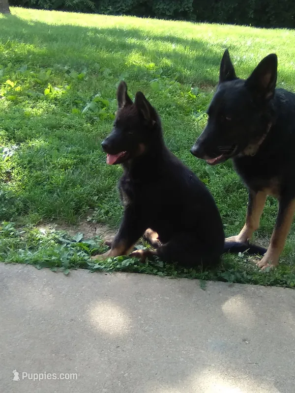 Grande – German Shepherd Dog puppy for sale in Louisville, KY
