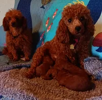 Franklin , a male Poodle - Toy  for sale in Louisville, KY – Photo 5 of 6