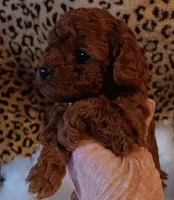 Franklin , a male Poodle - Toy  for sale in Louisville, KY – Photo 3 of 6