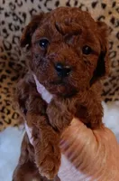 Franklin , a male Poodle - Toy  for sale in Louisville, KY – Photo 2 of 6