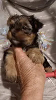 Precious , a female Yorkshire Terrier for sale in Louisville, KY – 2 of 4