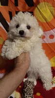 Tiny Dancer.  , a female Poodle - Toy  for sale in Louisville, KY – 8 of 10