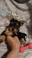 Miss Beautiful , a female Yorkshire Terrier for sale in Louisville, KY – 5 of 5
