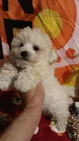 Tiny Dancer.  , a female Poodle - Toy  for sale in Louisville, KY – 2 of 10