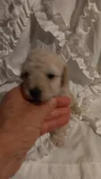 Lucky Dog , a male Poodle - Toy  for sale in Louisville, KY – 5 of 7