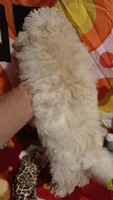 Tiny Dancer.  , a female Poodle - Toy  for sale in Louisville, KY – 5 of 10