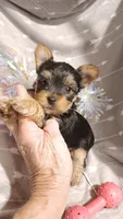 Miss Beautiful , a female Yorkshire Terrier for sale in Louisville, KY – 2 of 5