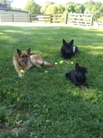 Grande, a male German Shepherd Dog for sale in Louisville, KY – 6 of 7