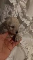 Lucky Dog , a male Poodle - Toy  for sale in Louisville, KY – 6 of 7