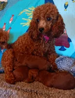 Fireworks , a male Poodle - Toy  for sale in Louisville, KY – Photo 2 of 3