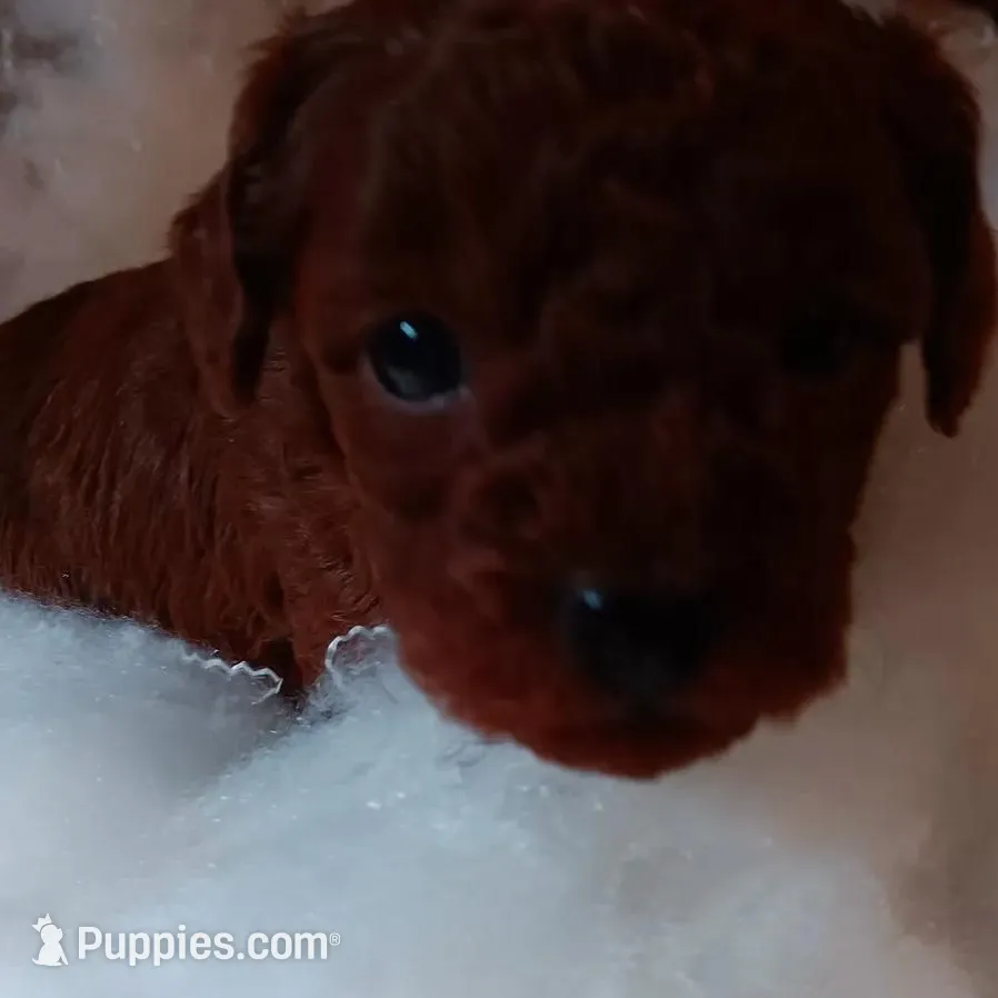 Fireworks , a male Poodle - Toy  for sale in Louisville, KY – Photo 3 of 3