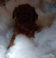 Fireworks , a male Poodle - Toy  for sale in Louisville, KY – Photo 1 of 3