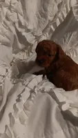 Perfect Boy, a male Poodle - Toy  for sale in Louisville, KY – 7 of 10