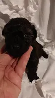 Mr Boss , a male Poodle - Toy  for sale in Louisville, KY – 2 of 7