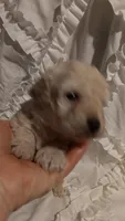 Lucky Dog , a male Poodle - Toy  for sale in Louisville, KY – 3 of 7