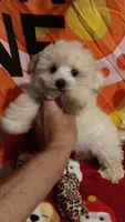 Tiny Dancer.  , a female Poodle - Toy  for sale in Louisville, KY – 9 of 10
