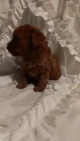 Perfect Boy, a male Poodle - Toy  for sale in Louisville, KY – 2 of 10