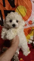 Tiny Dancer.  , a female Poodle - Toy  for sale in Louisville, KY – 1 of 10