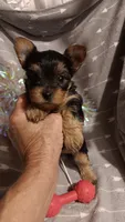 Miss Beautiful , a female Yorkshire Terrier for sale in Louisville, KY – 4 of 5