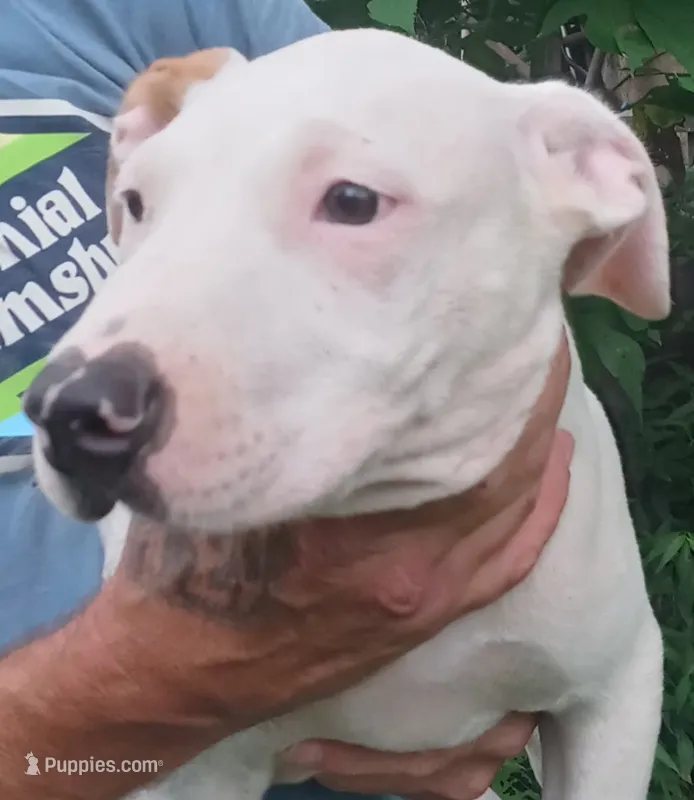 Grande – American Pit Bull Terrier puppy for sale in Louisville, KY