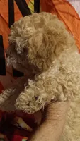 HONEY 🍯 DUMPLING , a female Poodle - Toy  for sale in Louisville, KY – 7 of 8
