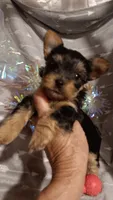 Miss Beautiful , a female Yorkshire Terrier for sale in Louisville, KY – 3 of 5