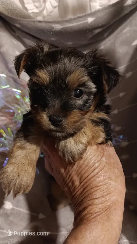 Precious  – Yorkshire Terrier puppy for sale in Louisville, KY