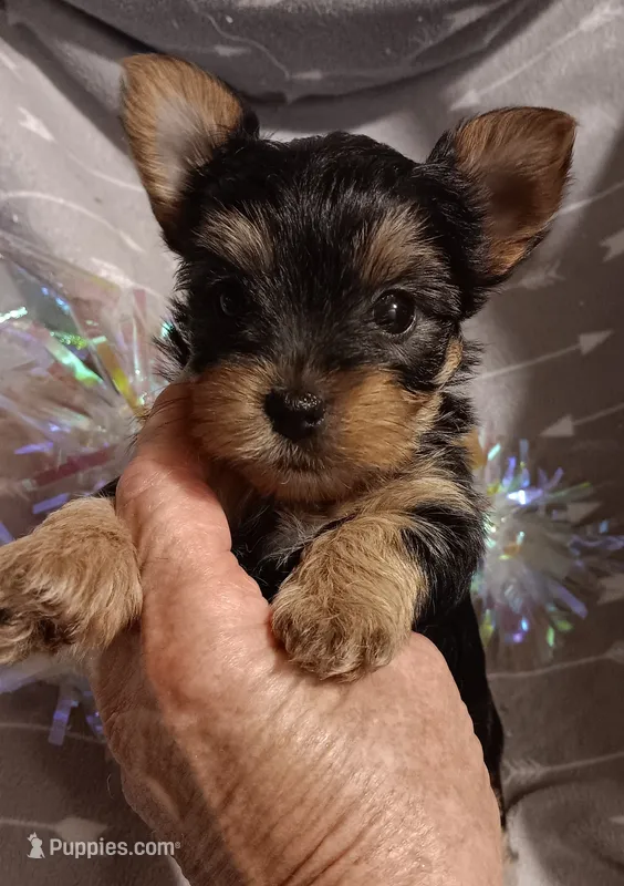 Mighty man – Yorkshire Terrier puppy for sale in Louisville, KY