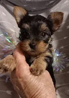 Mighty man, a male Yorkshire Terrier for sale in Louisville, KY – 1 of 1