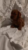 Perfect Boy, a male Poodle - Toy  for sale in Louisville, KY – 4 of 10