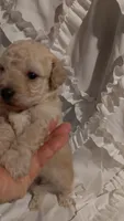 Lucky Dog , a male Poodle - Toy  for sale in Louisville, KY – 7 of 7