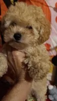 HONEY 🍯 DUMPLING , a female Poodle - Toy  for sale in Louisville, KY – 6 of 8