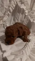 Perfect Boy, a male Poodle - Toy  for sale in Louisville, KY – 5 of 10