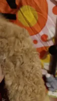 HONEY 🍯 DUMPLING , a female Poodle - Toy  for sale in Louisville, KY – 4 of 8