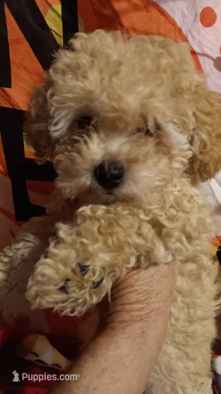 HONEY 🍯 DUMPLING  – Poodle - Toy  puppy for sale in Louisville, KY