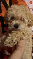 HONEY 🍯 DUMPLING , a female Poodle - Toy  for sale in Louisville, KY – 1 of 8