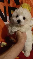 Tiny Dancer.  , a female Poodle - Toy  for sale in Louisville, KY – 6 of 10