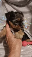 Precious , a female Yorkshire Terrier for sale in Louisville, KY – 3 of 4