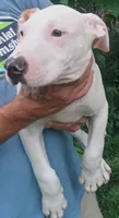 Boss, a male American Pit Bull Terrier for sale in Louisville, KY – 2 of 2