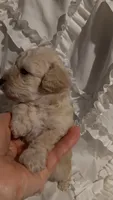 Lucky Dog , a male Poodle - Toy  for sale in Louisville, KY – 4 of 7