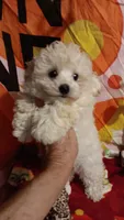 Tiny Dancer.  , a female Poodle - Toy  for sale in Louisville, KY – 4 of 10