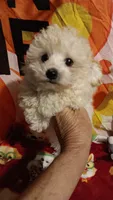 Tiny Dancer.  , a female Poodle - Toy  for sale in Louisville, KY – 3 of 10