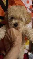 HONEY 🍯 DUMPLING , a female Poodle - Toy  for sale in Louisville, KY – 5 of 8