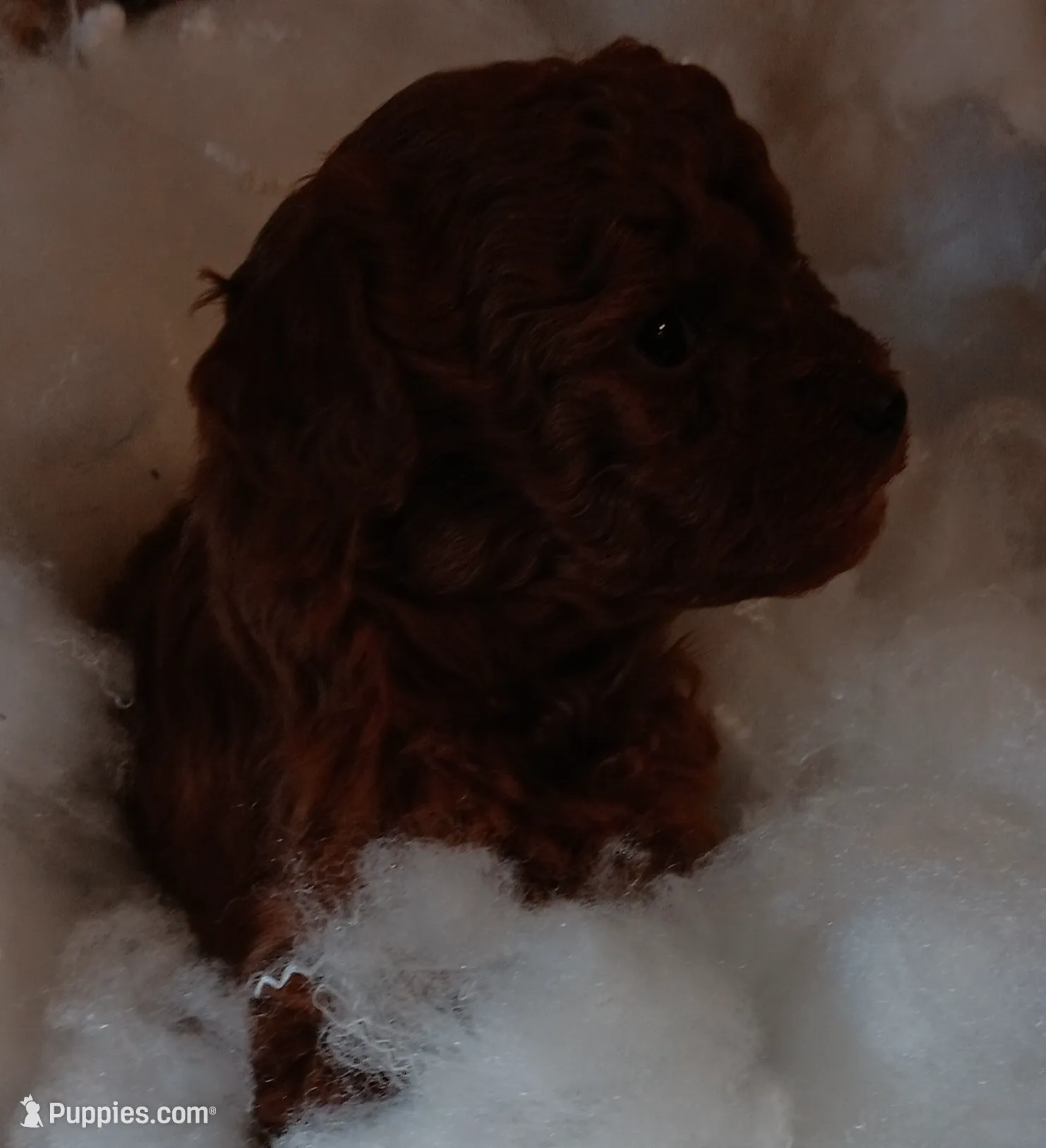 Precious , a female Poodle - Toy  for sale in Louisville, KY – Photo 3 of 7