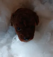 Precious , a female Poodle - Toy  for sale in Louisville, KY – Photo 5 of 7